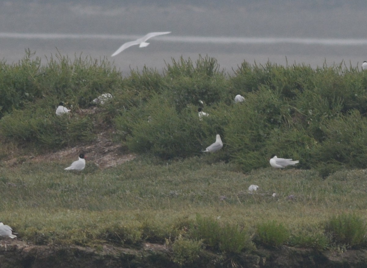 Mediterranean Gull - ML108002051