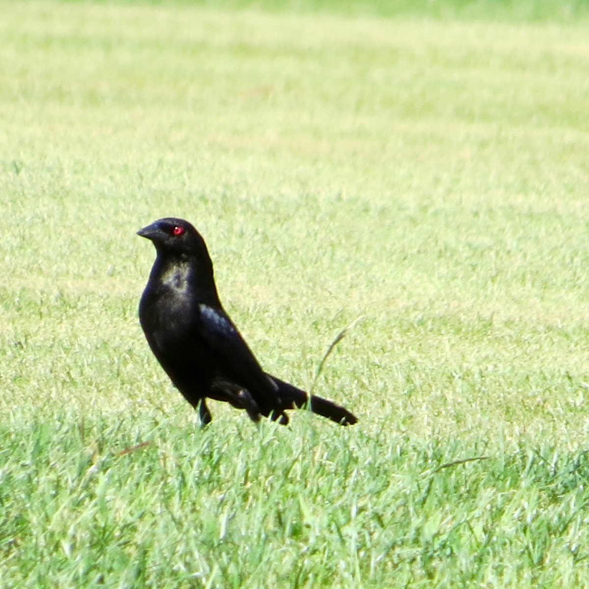 Bronzed Cowbird - ML108002331