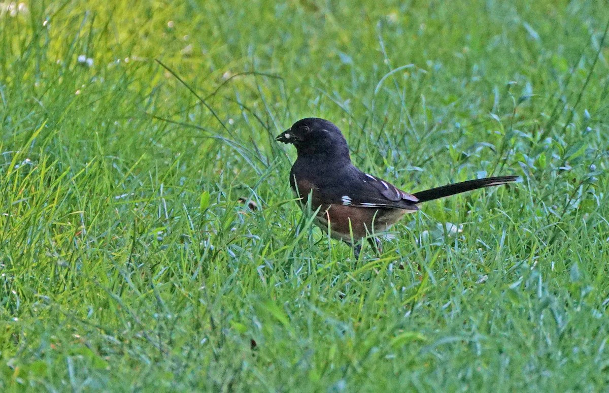 Eastern Towhee - ML108002551