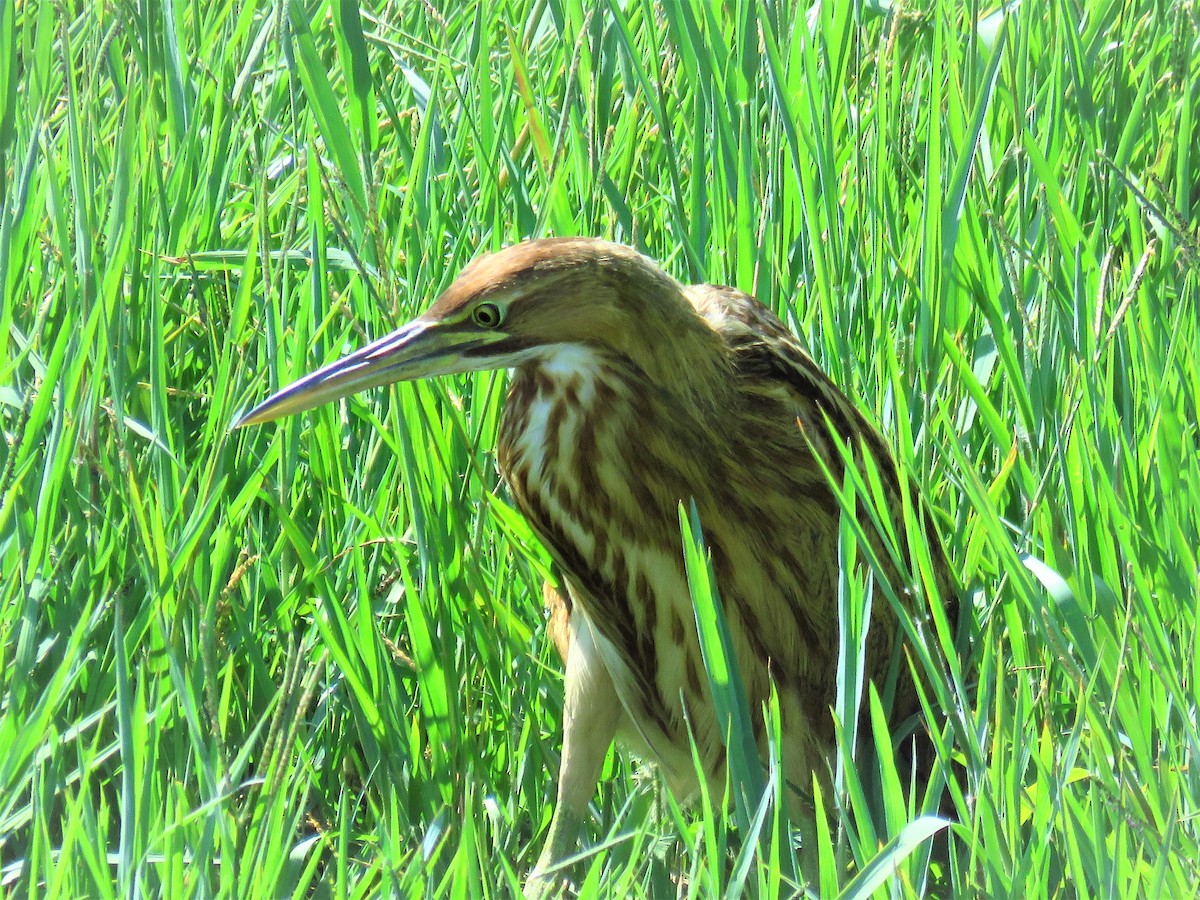 American Bittern - Afton K