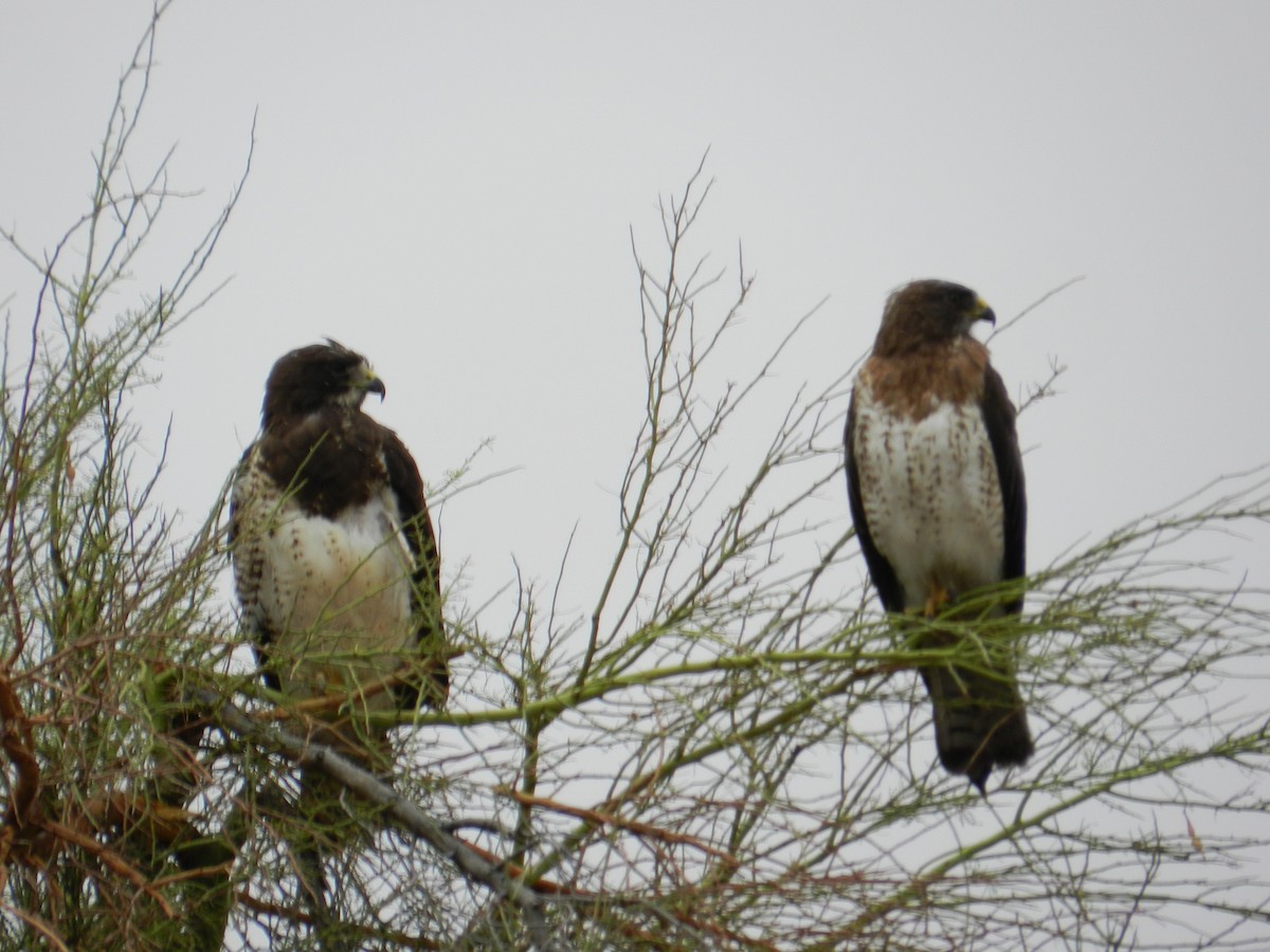 Swainson's Hawk - ML108006341