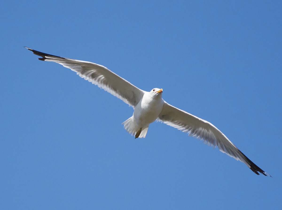 California Gull - ML108007431