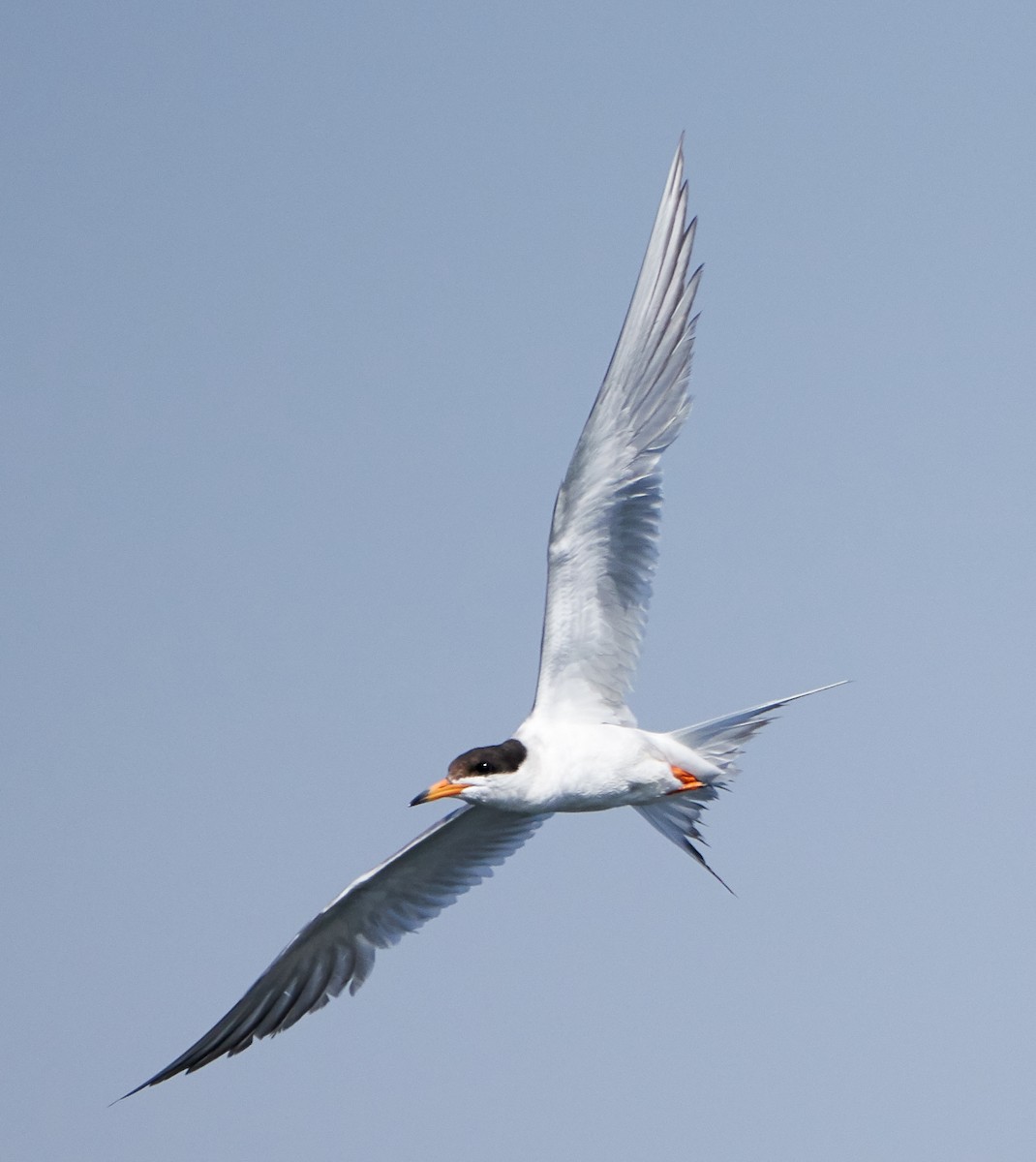 Forster's Tern - ML108007451