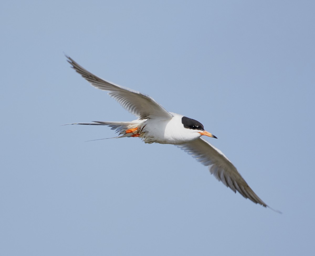 Forster's Tern - ML108007481