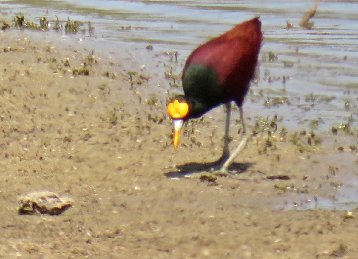 Northern Jacana - ML108007591