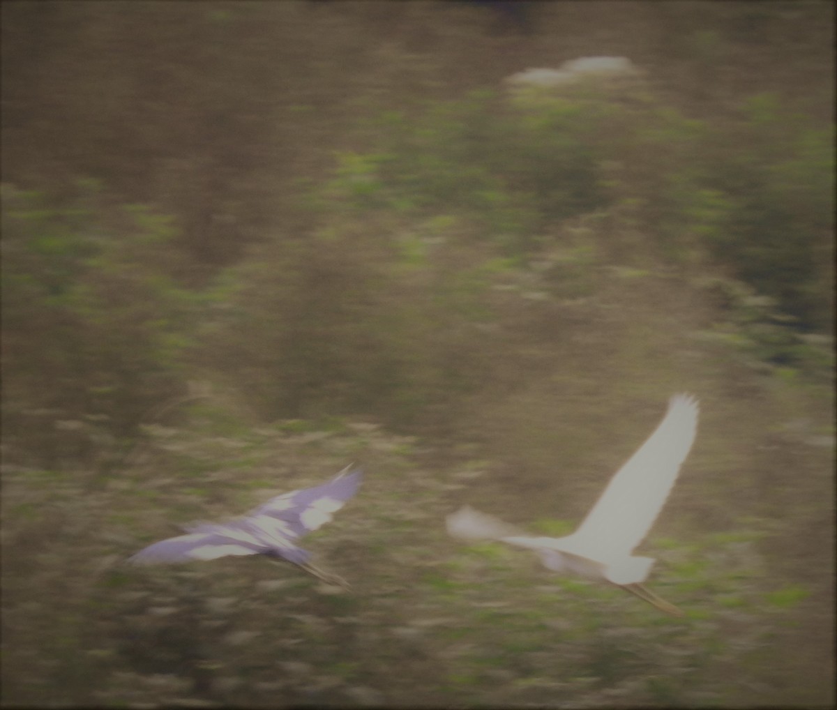 Little Blue Heron - ML108008281