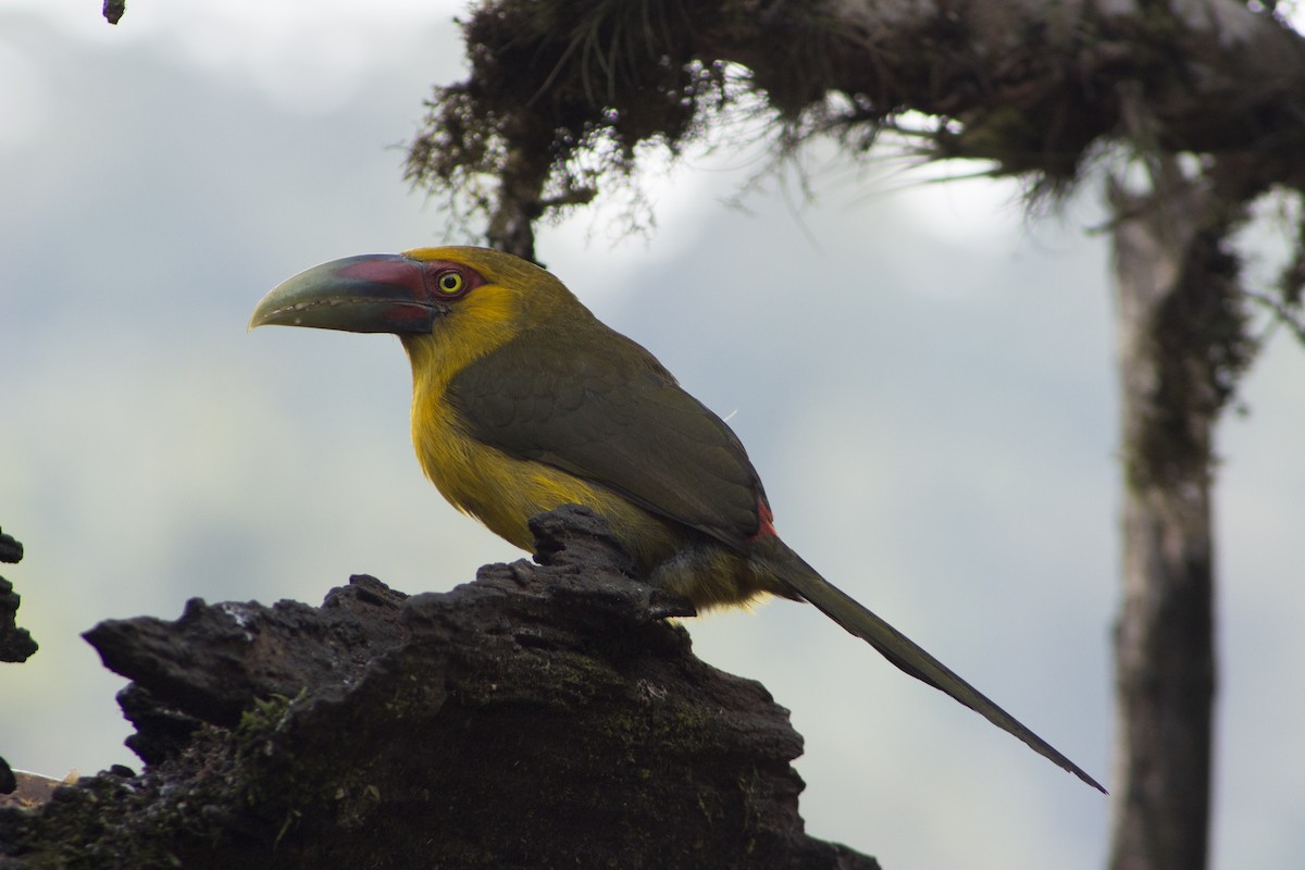 Saffron Toucanet - ML108009121