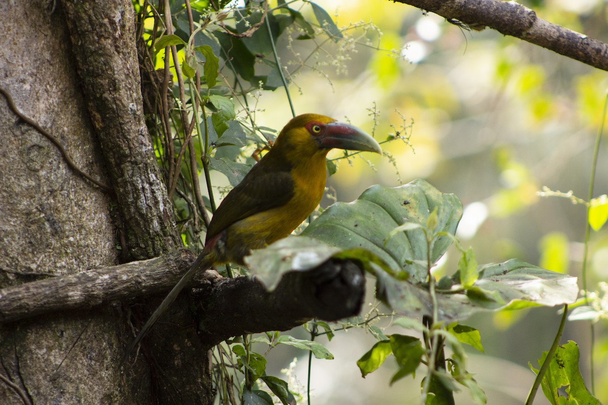 Saffron Toucanet - ML108009171