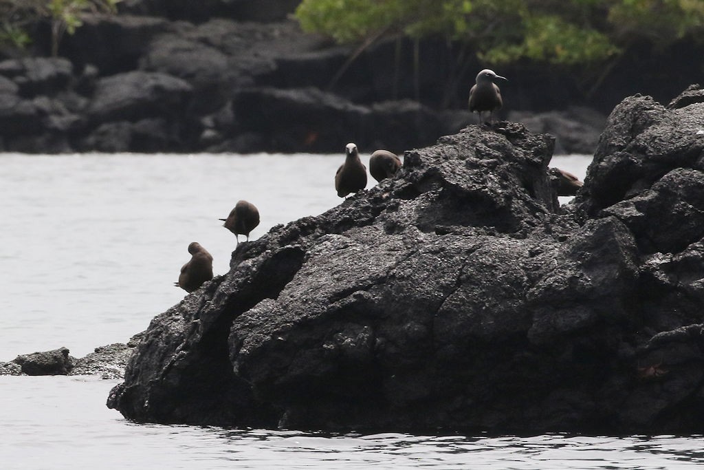 Brown Noddy - William Hull