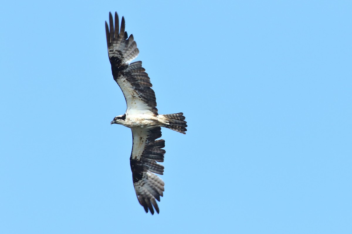 Osprey - ML108010071