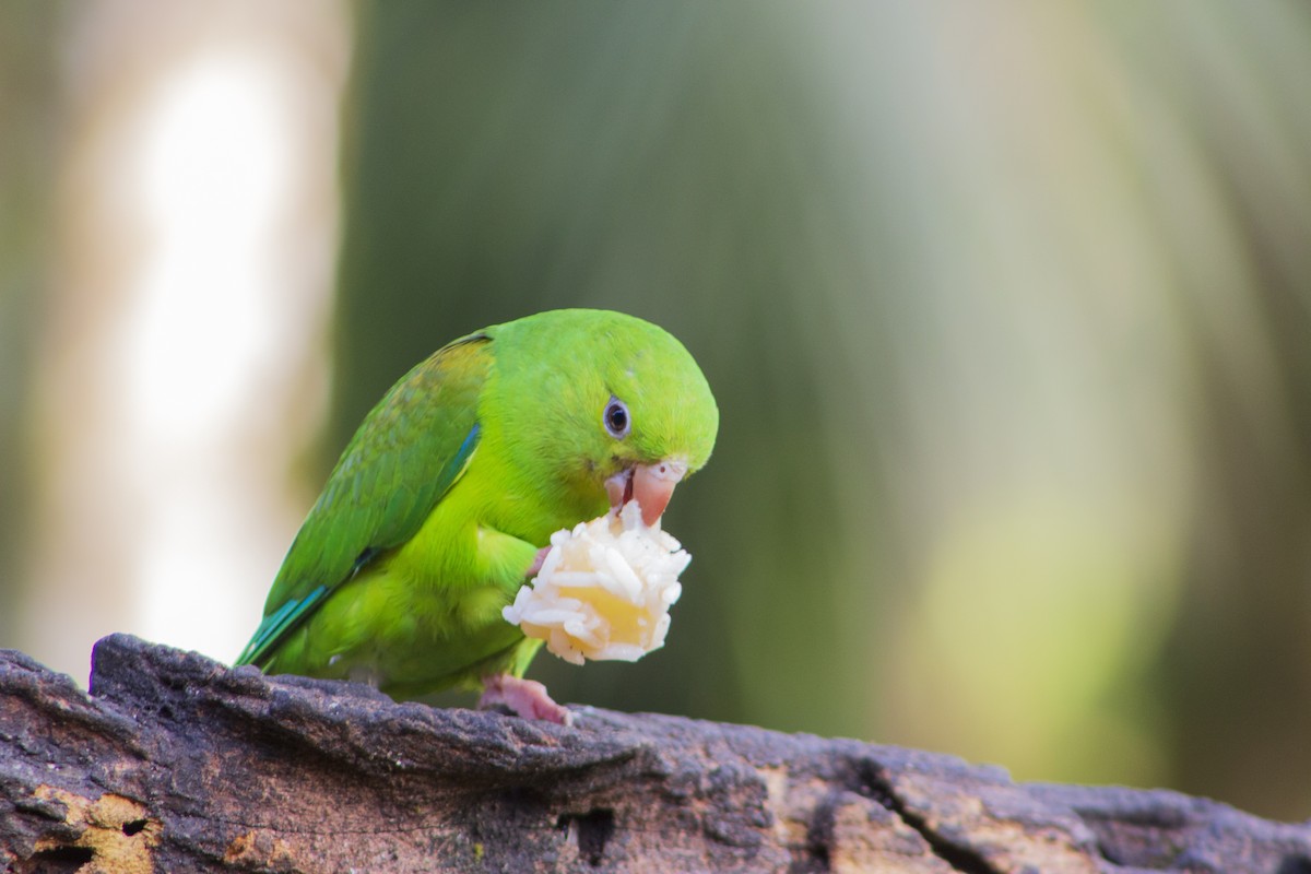 Plain Parakeet - ML108010561