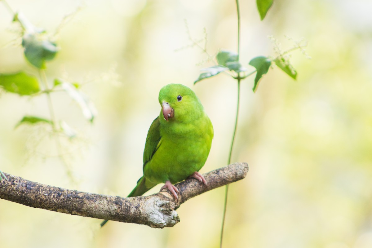 Plain Parakeet - ML108010581