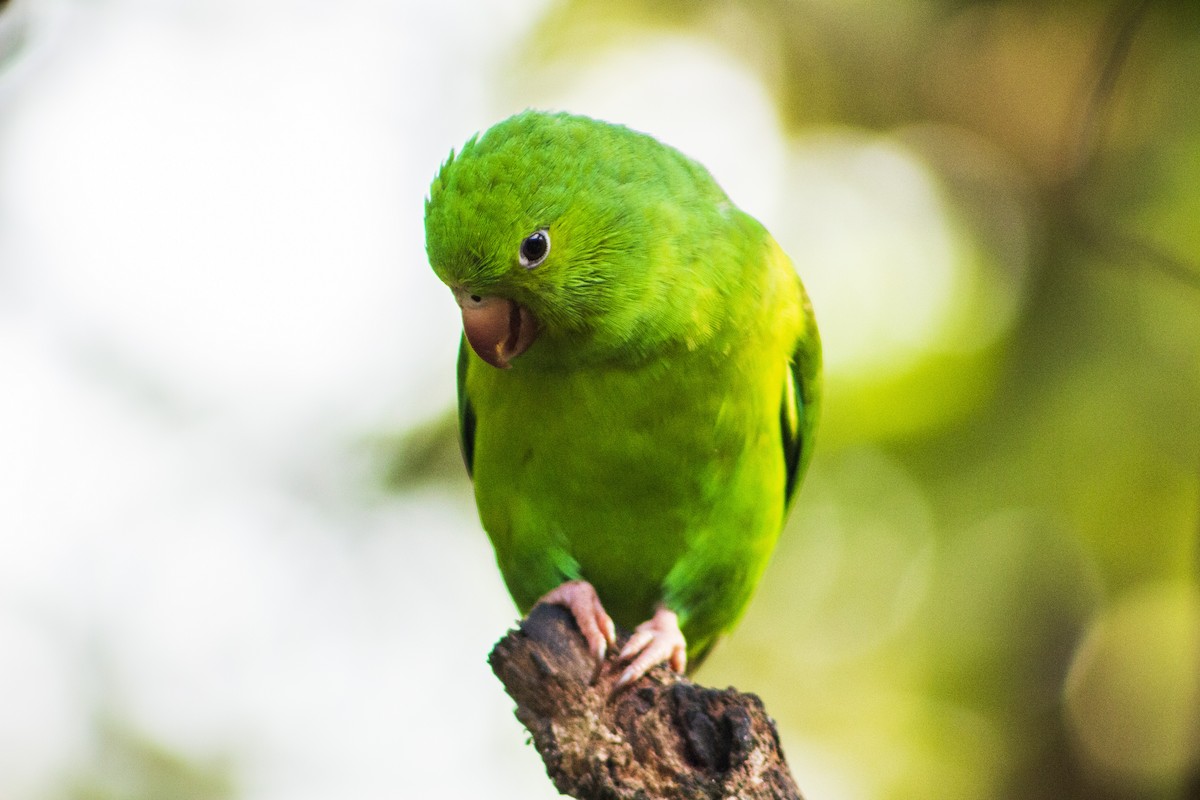 Plain Parakeet - ML108010591