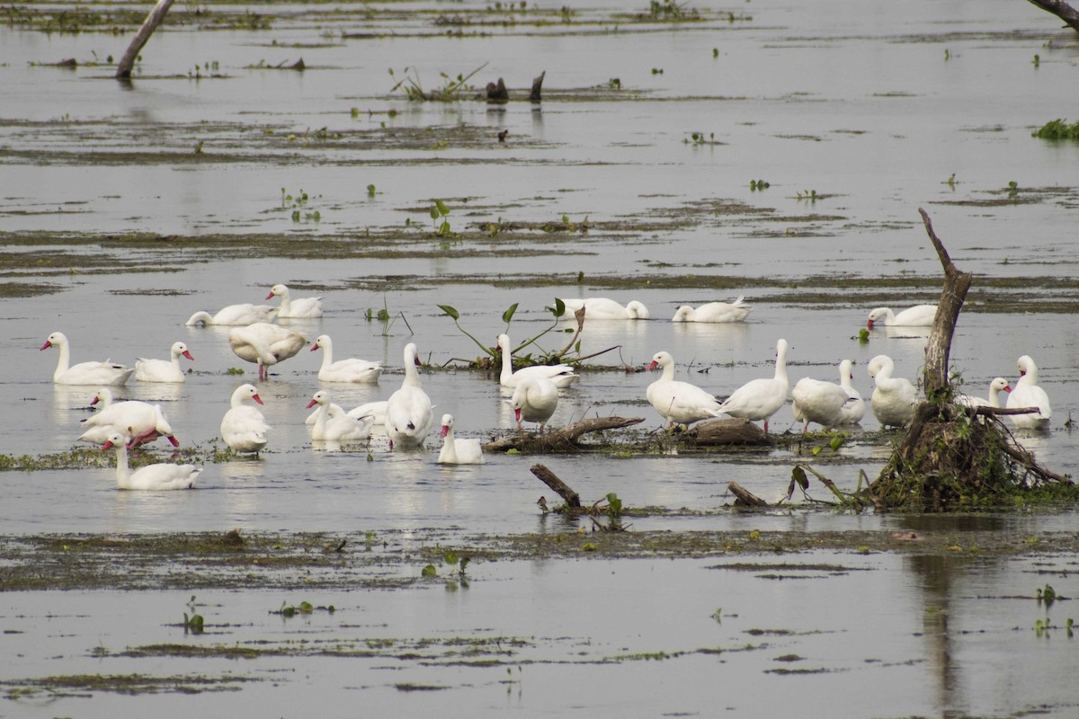 Coscoroba Swan - Leandro Bareiro Guiñazú