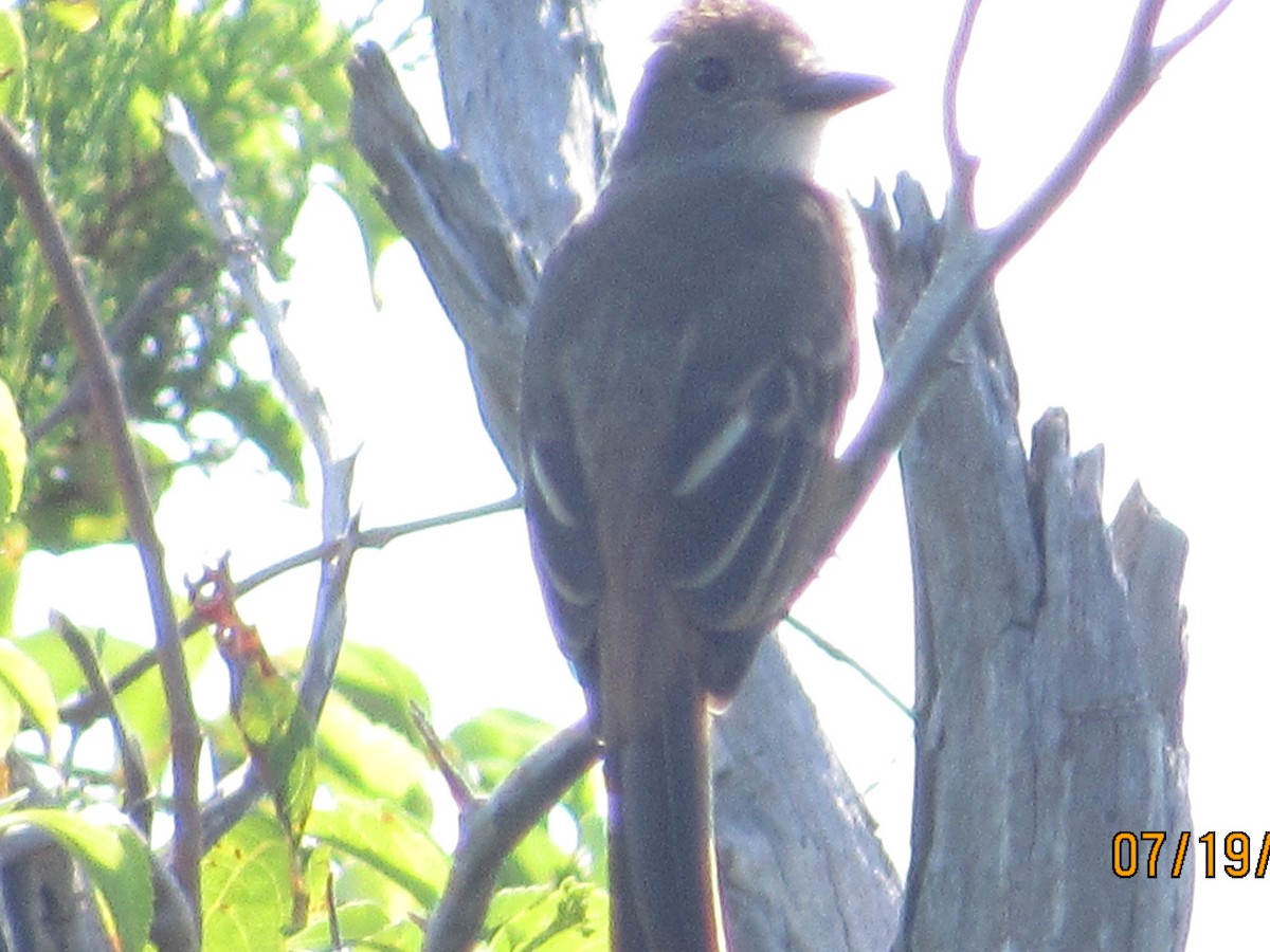 Great Crested Flycatcher - ML108010941