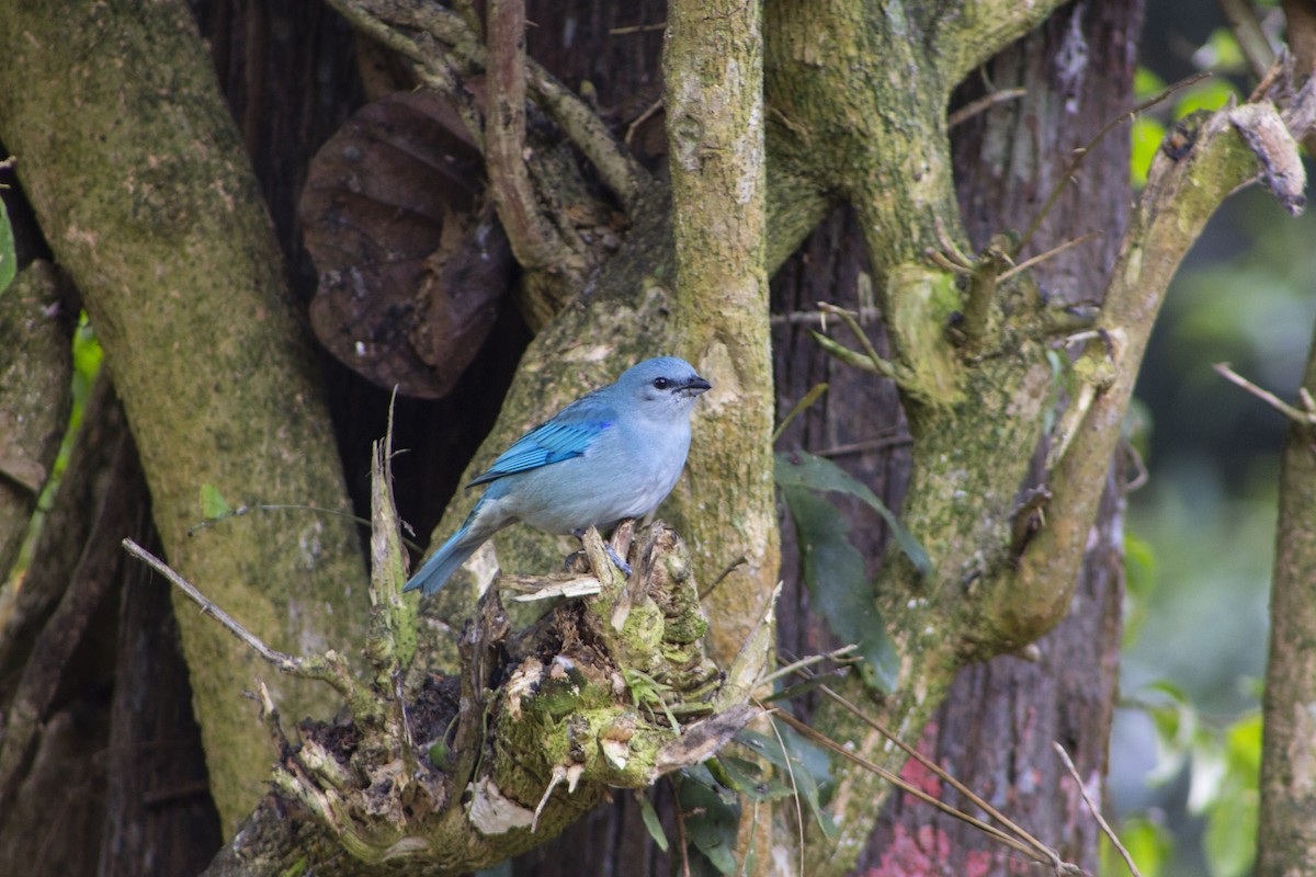 Azure-shouldered Tanager - ML108011161