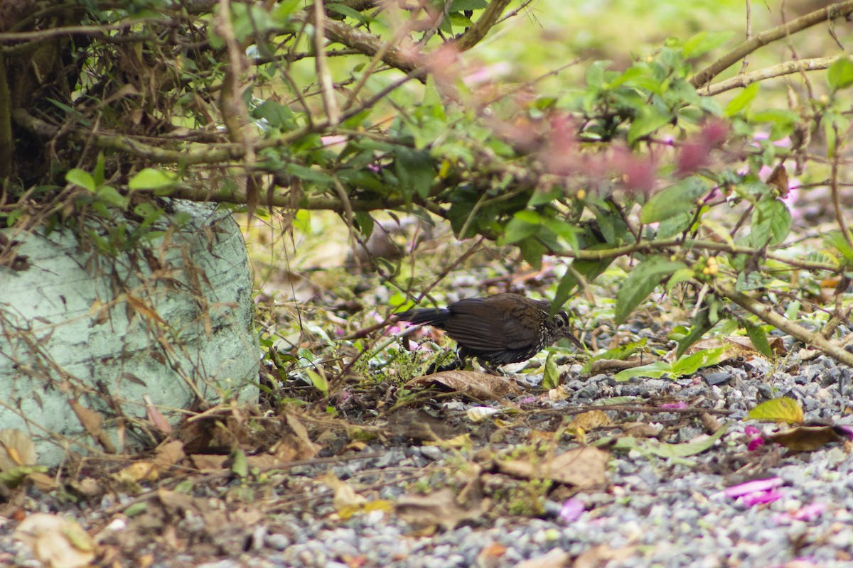 Sharp-tailed Streamcreeper - ML108011471