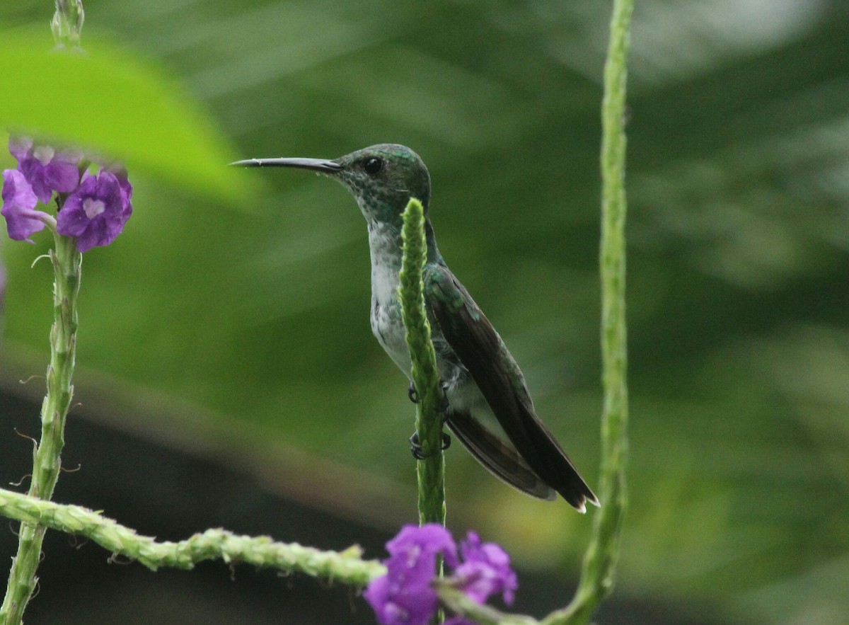 Mangrove Hummingbird - ML108011531