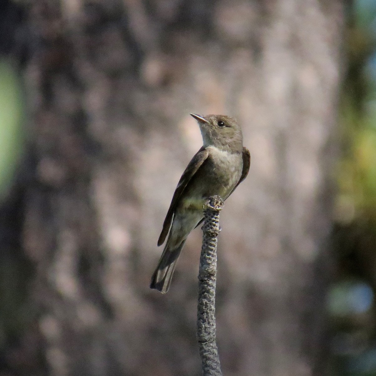 Western Wood-Pewee - Charlotte M