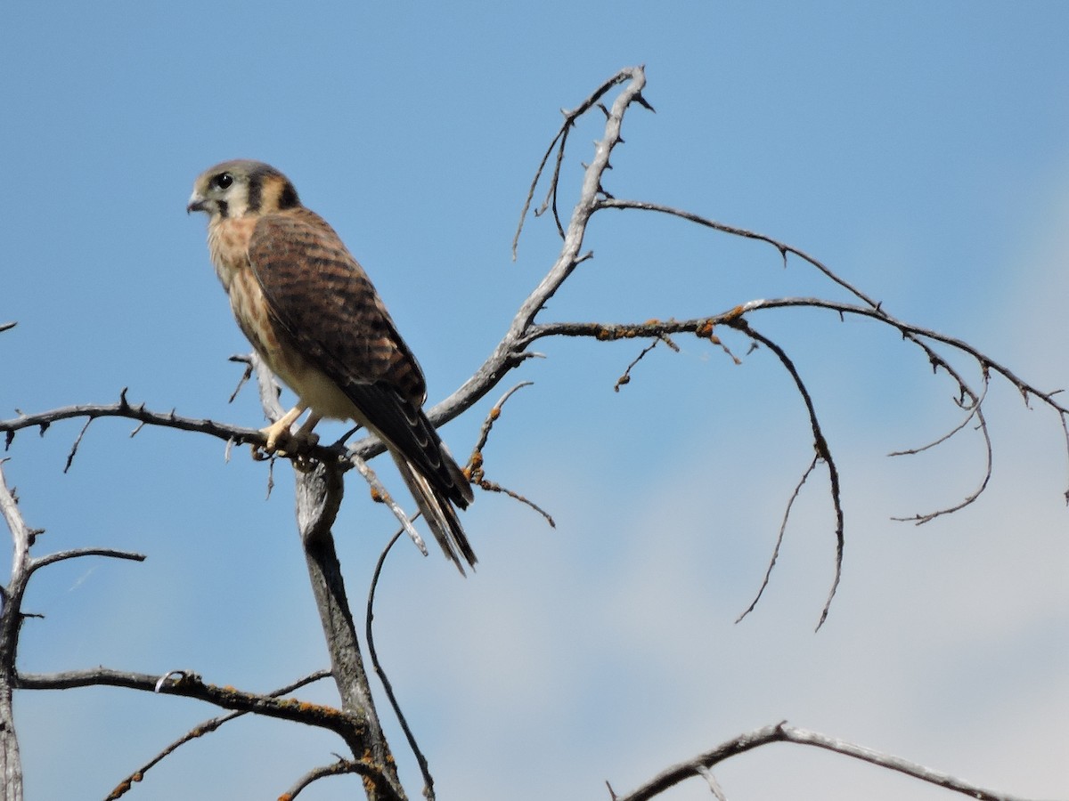 American Kestrel - Lisa Winslow