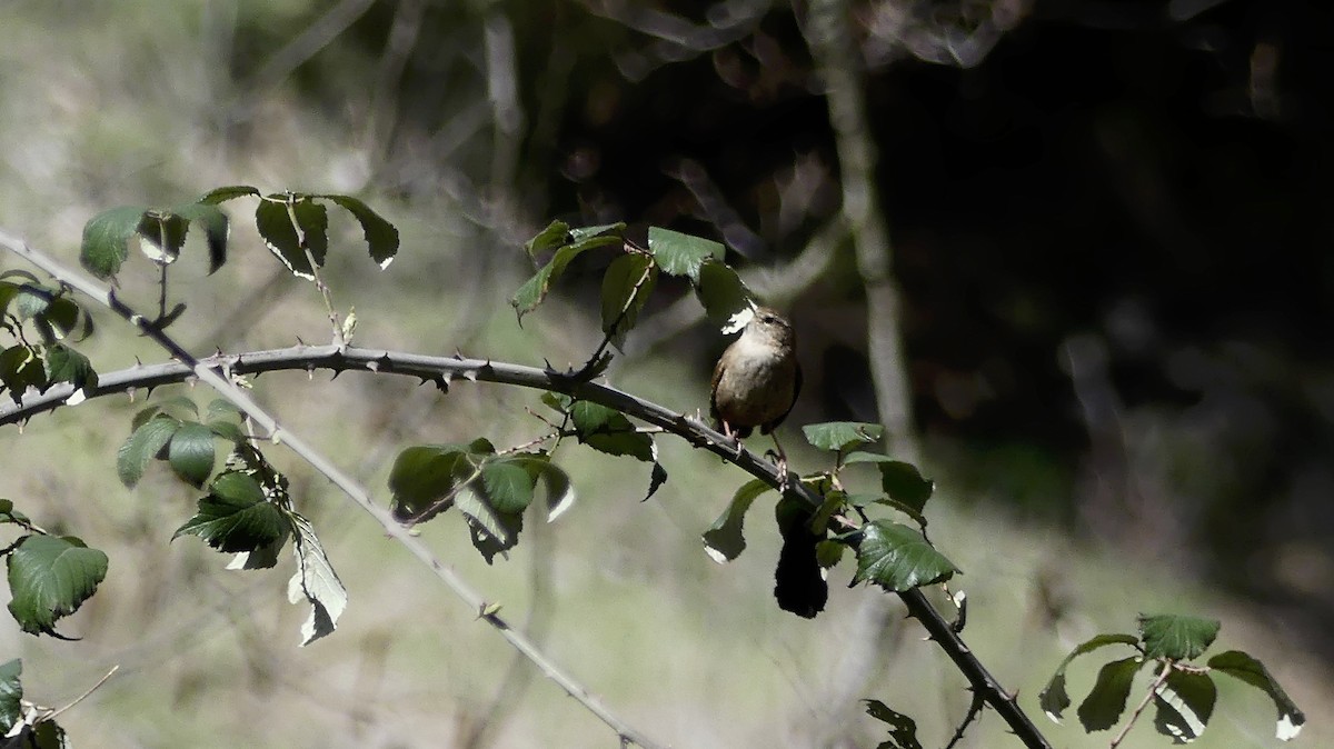 Eurasian Wren - Peter Fullagar