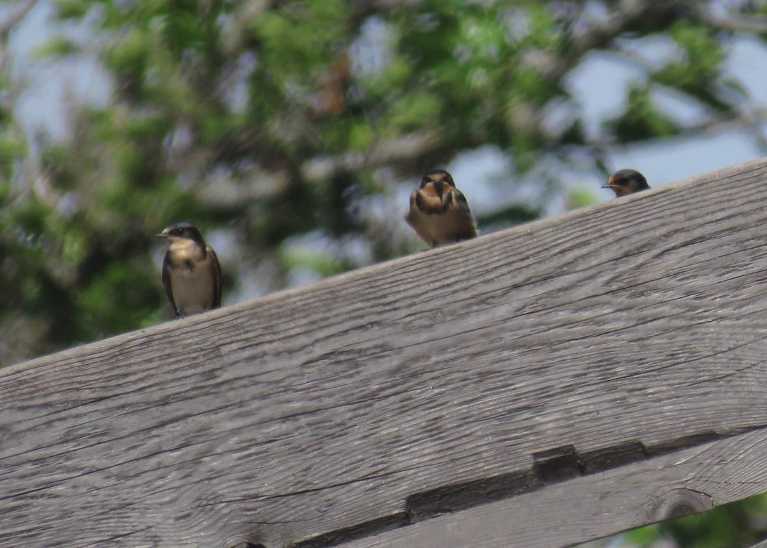 Barn Swallow - ML108023391