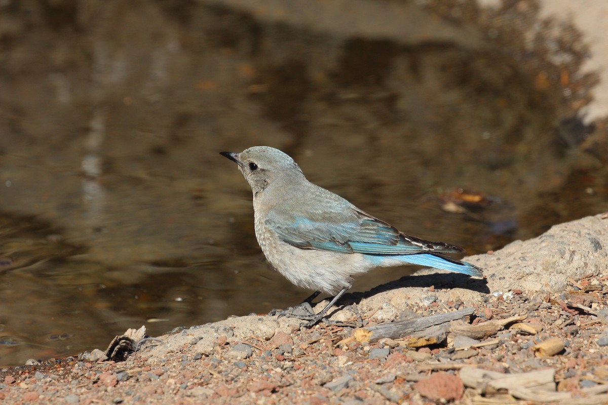 Mountain Bluebird - Chuck Gates