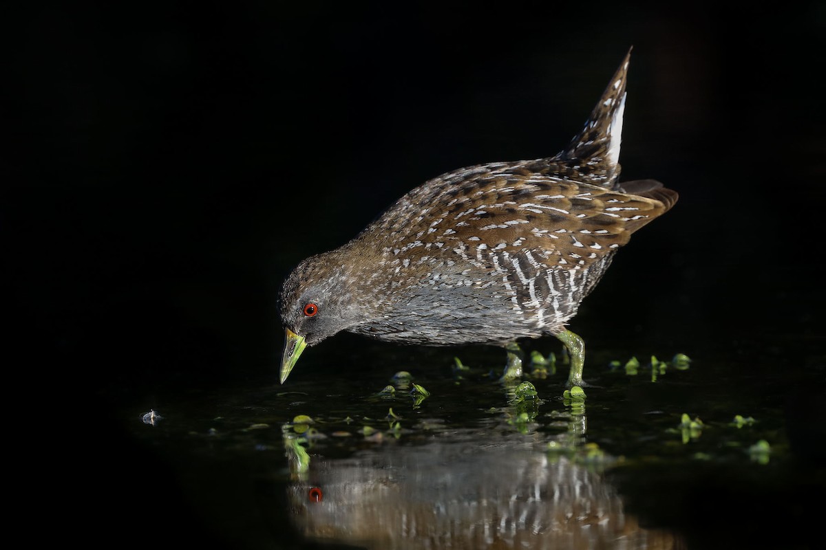Australian Crake - ML108025851