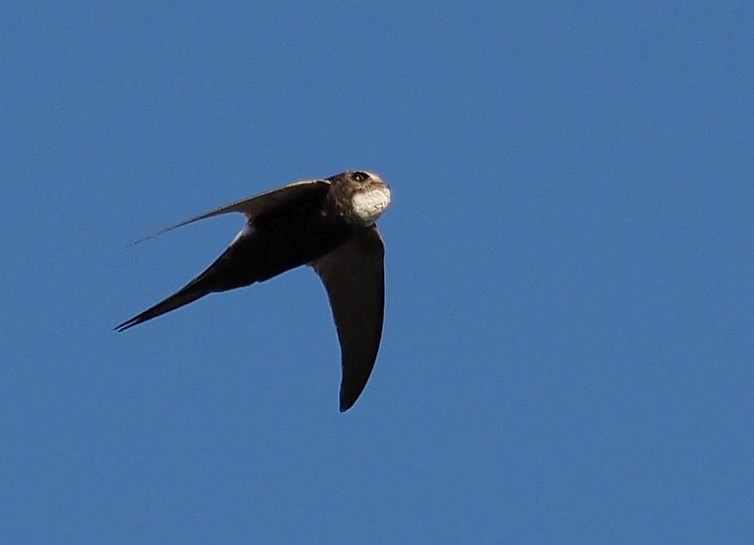 White-rumped Swift - ML108026031