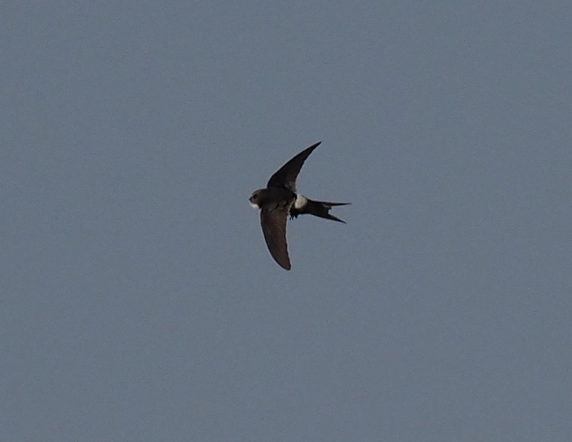 White-rumped Swift - ML108026051