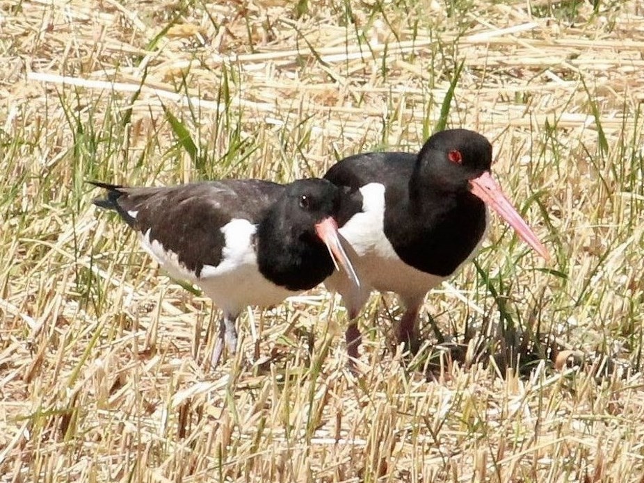 Eurasian Oystercatcher - Rutger Koperdraad