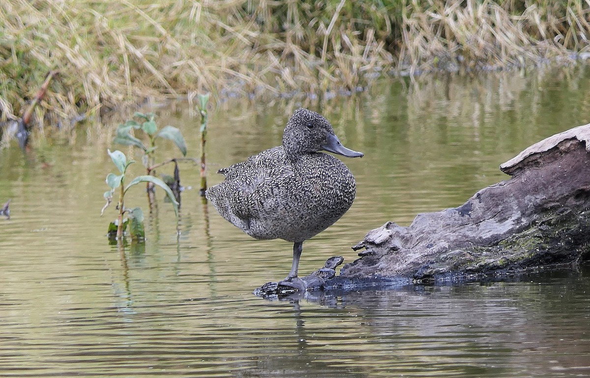 Freckled Duck - ML108028291