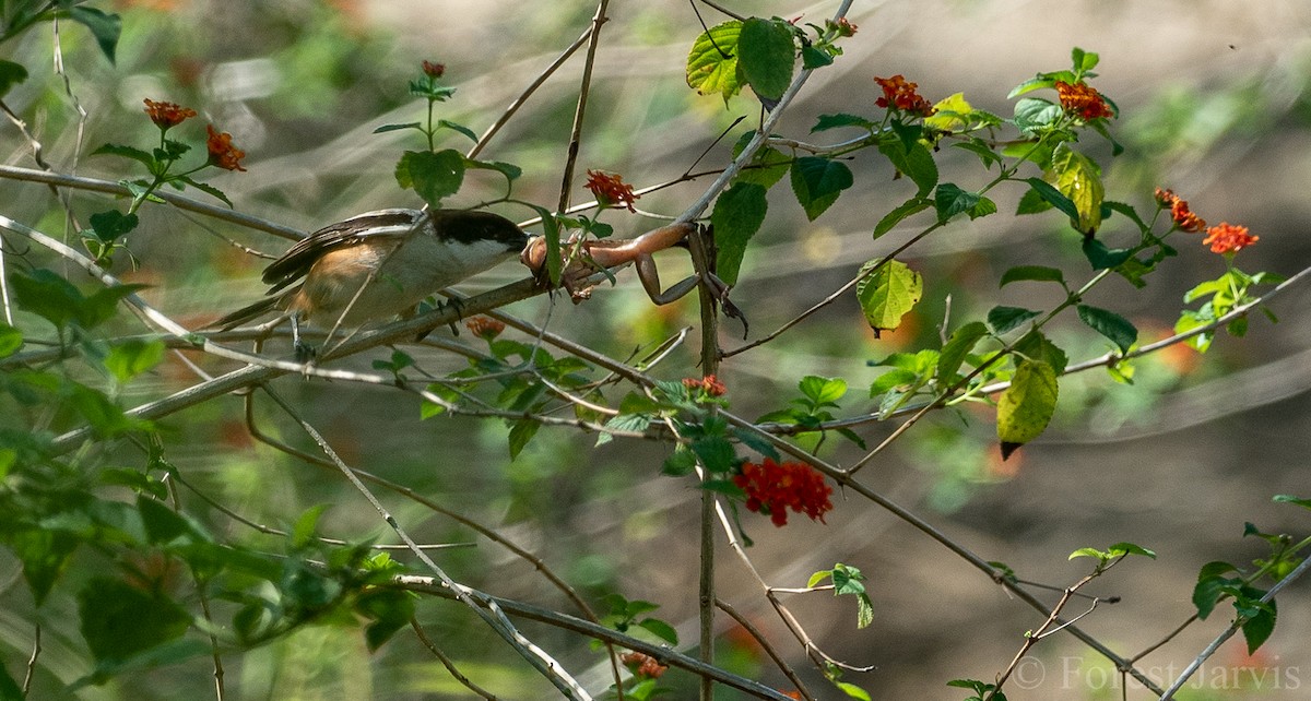 Long-tailed Shrike - ML108028641