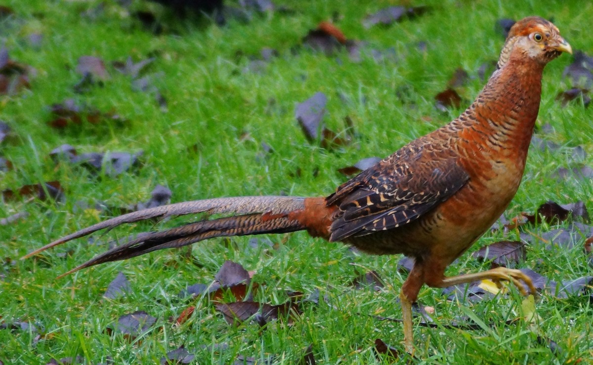 Golden Pheasant - ML108030071