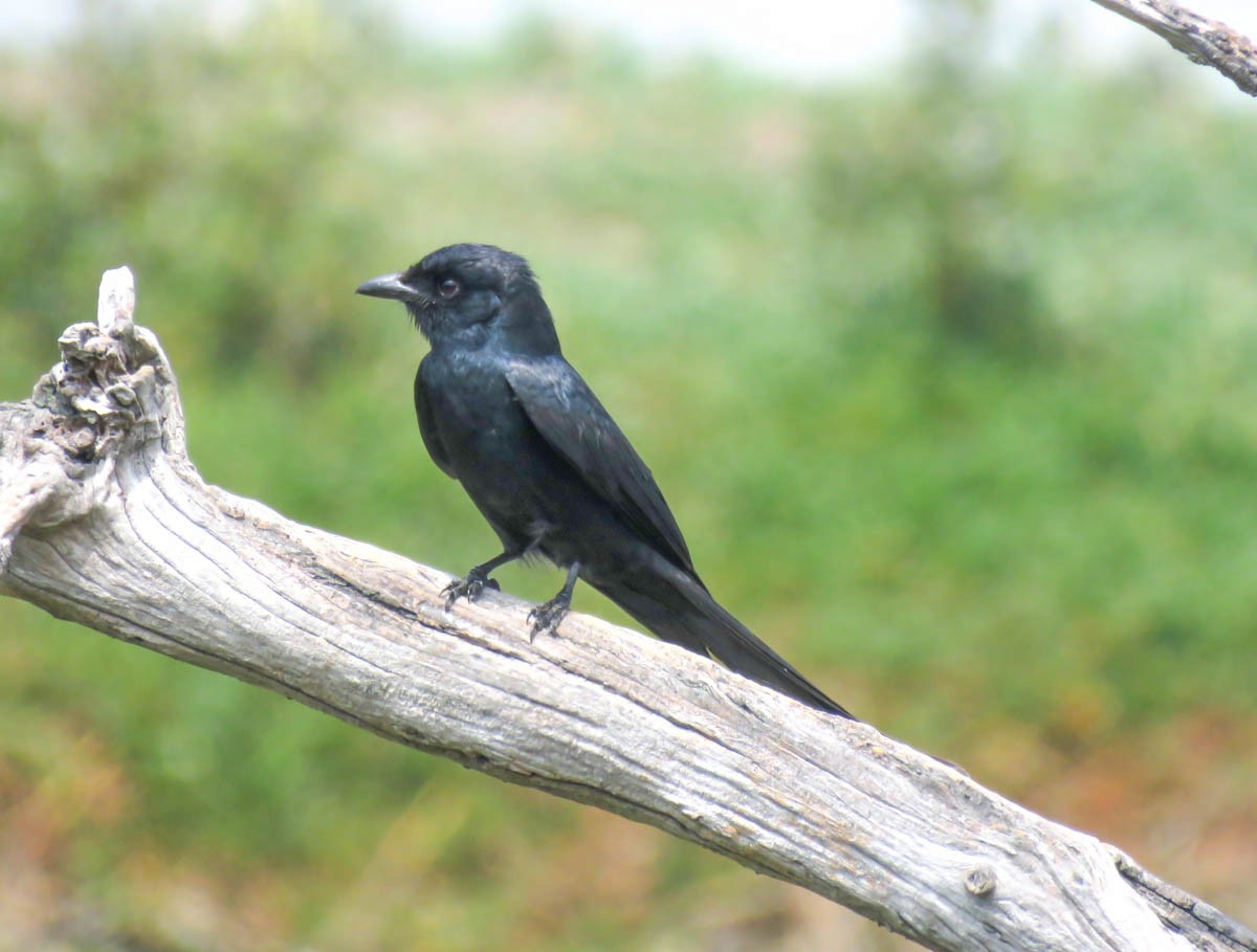 Black Drongo - Paul Hyde