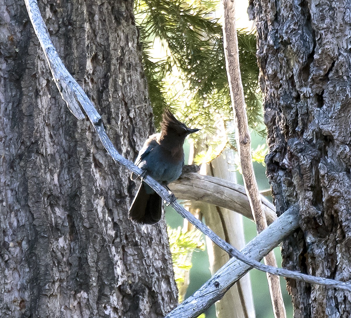 Steller's Jay - ML108031381