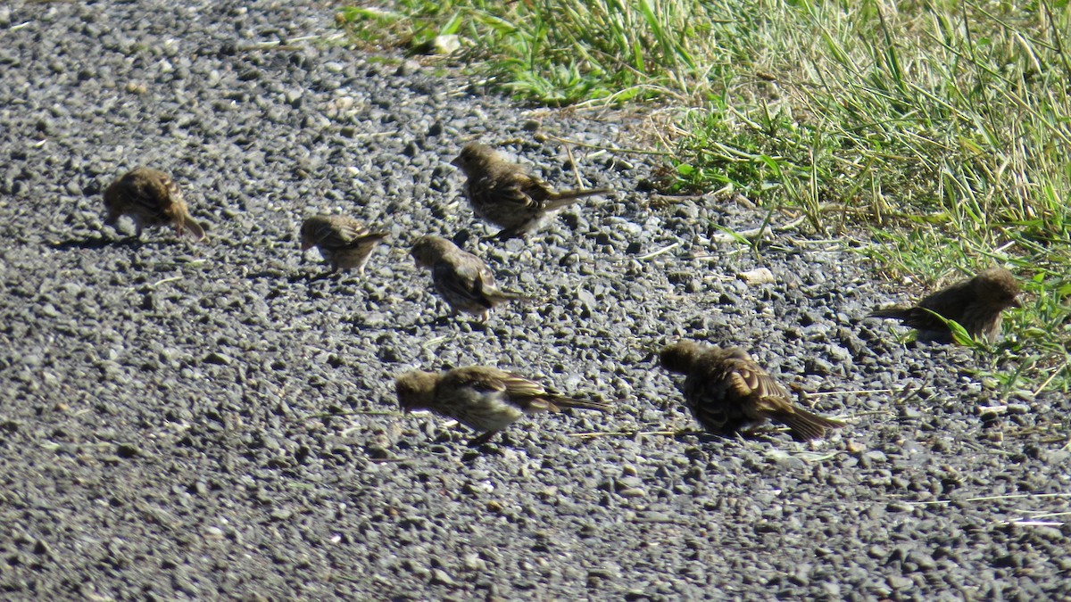 House Finch - ML108034421