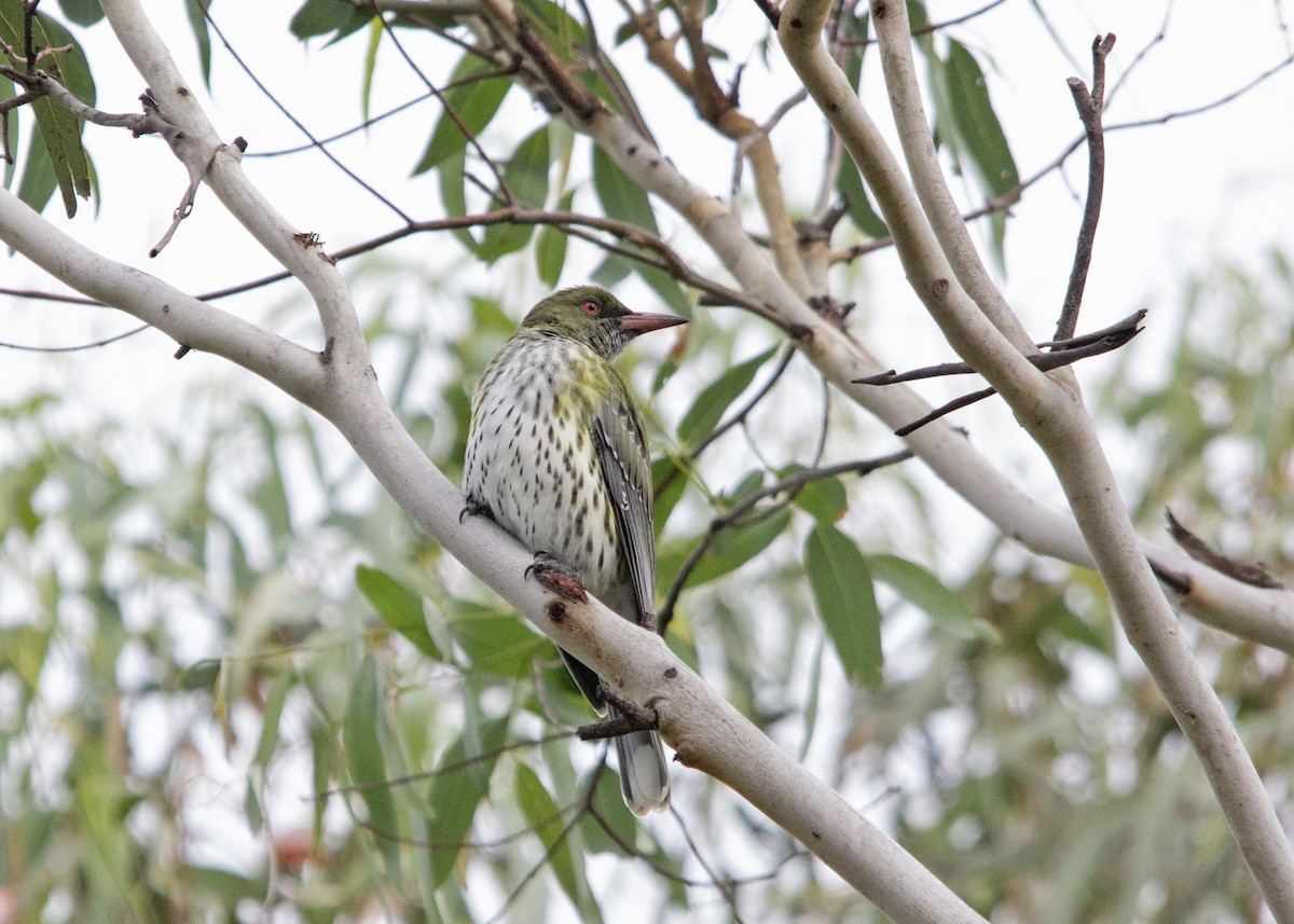 Olive-backed Oriole - Owen Lishmund