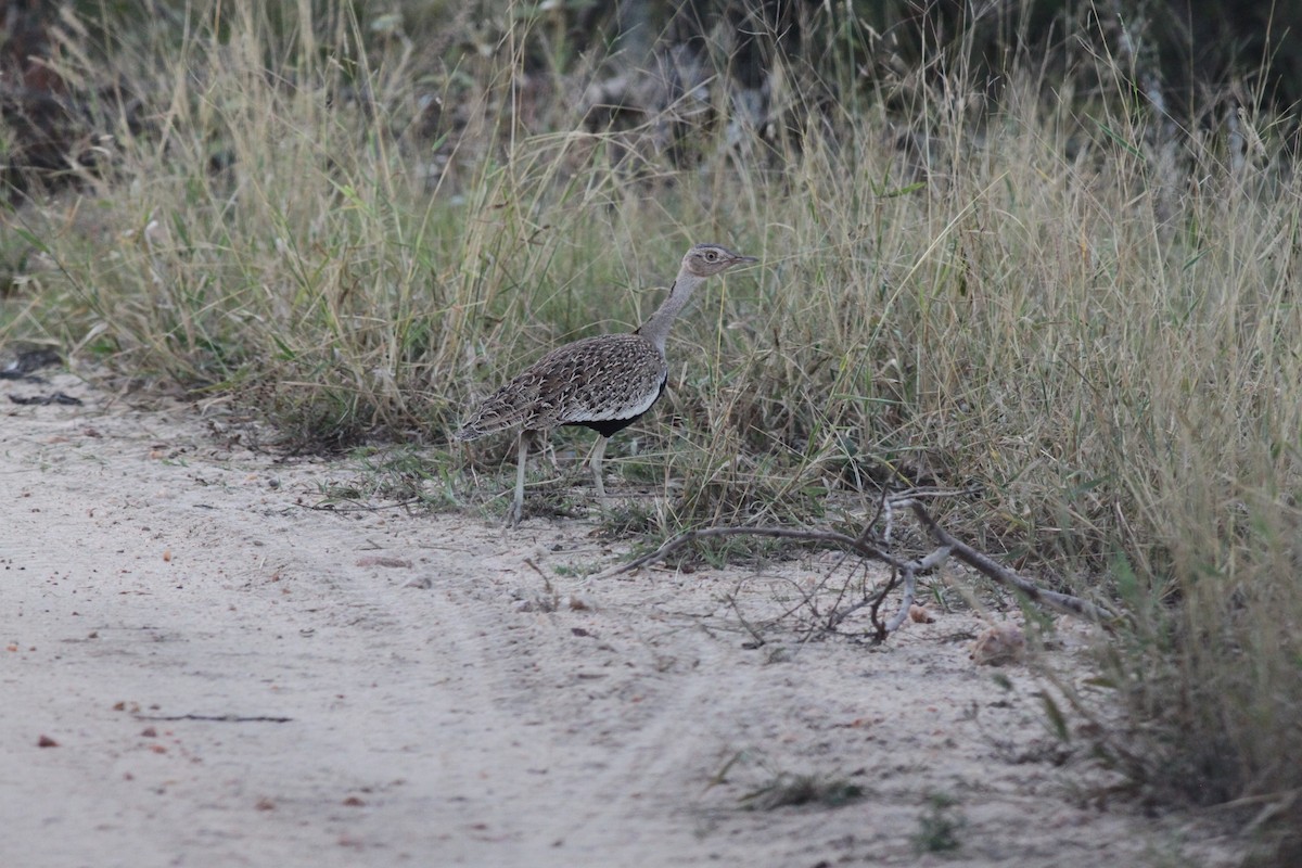 Red-crested Bustard - ML108037361