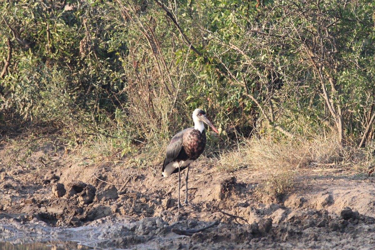 African Woolly-necked Stork - ML108037381