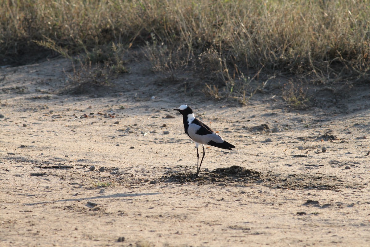 Blacksmith Lapwing - ML108037471