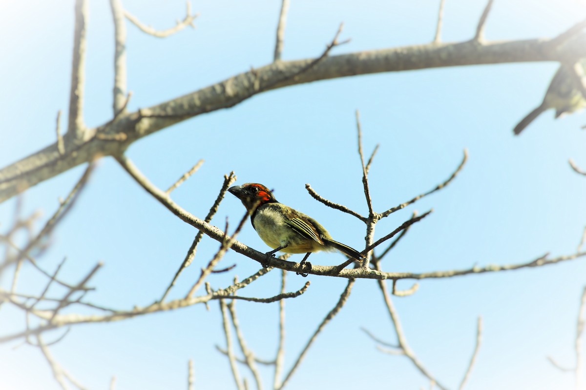 Black-collared Barbet - ML108037491