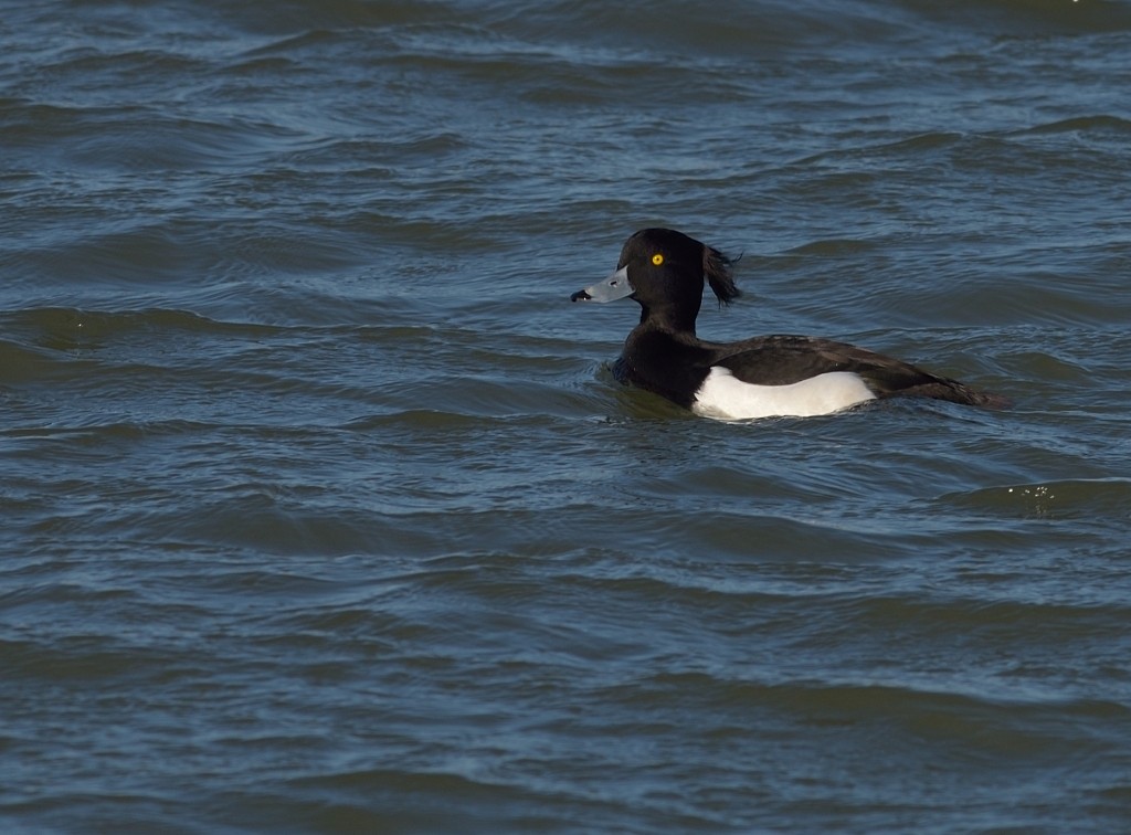 Tufted Duck - Gordan Pomorišac