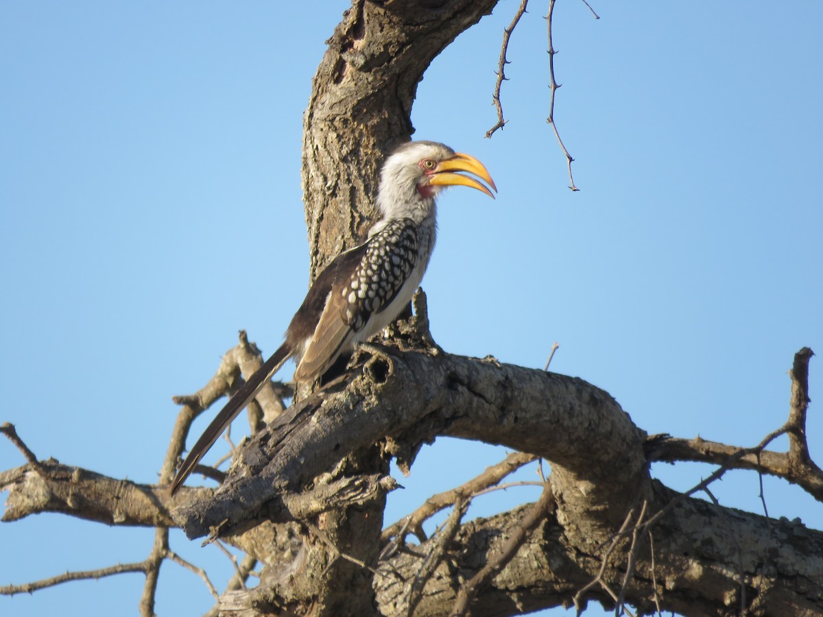 Southern Yellow-billed Hornbill - ML108037901
