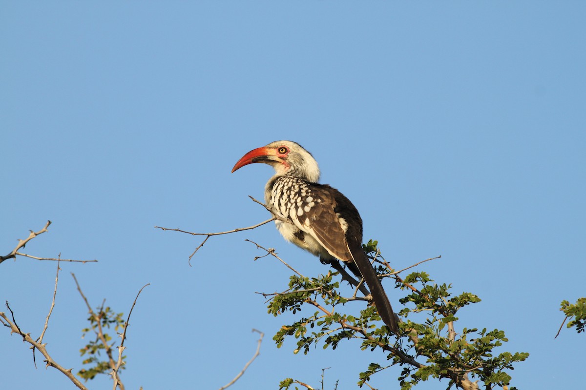 Southern Red-billed Hornbill - ML108037921