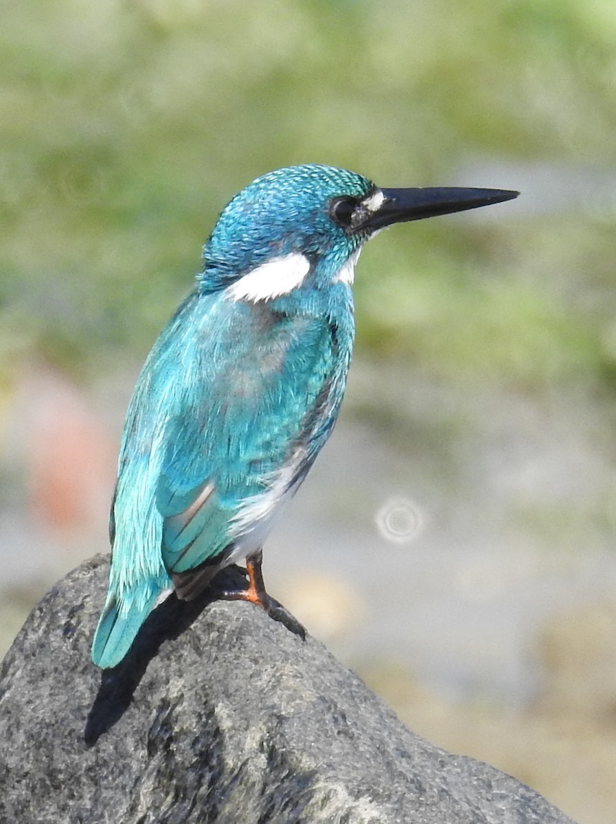 Small Blue Kingfisher - ML108038121
