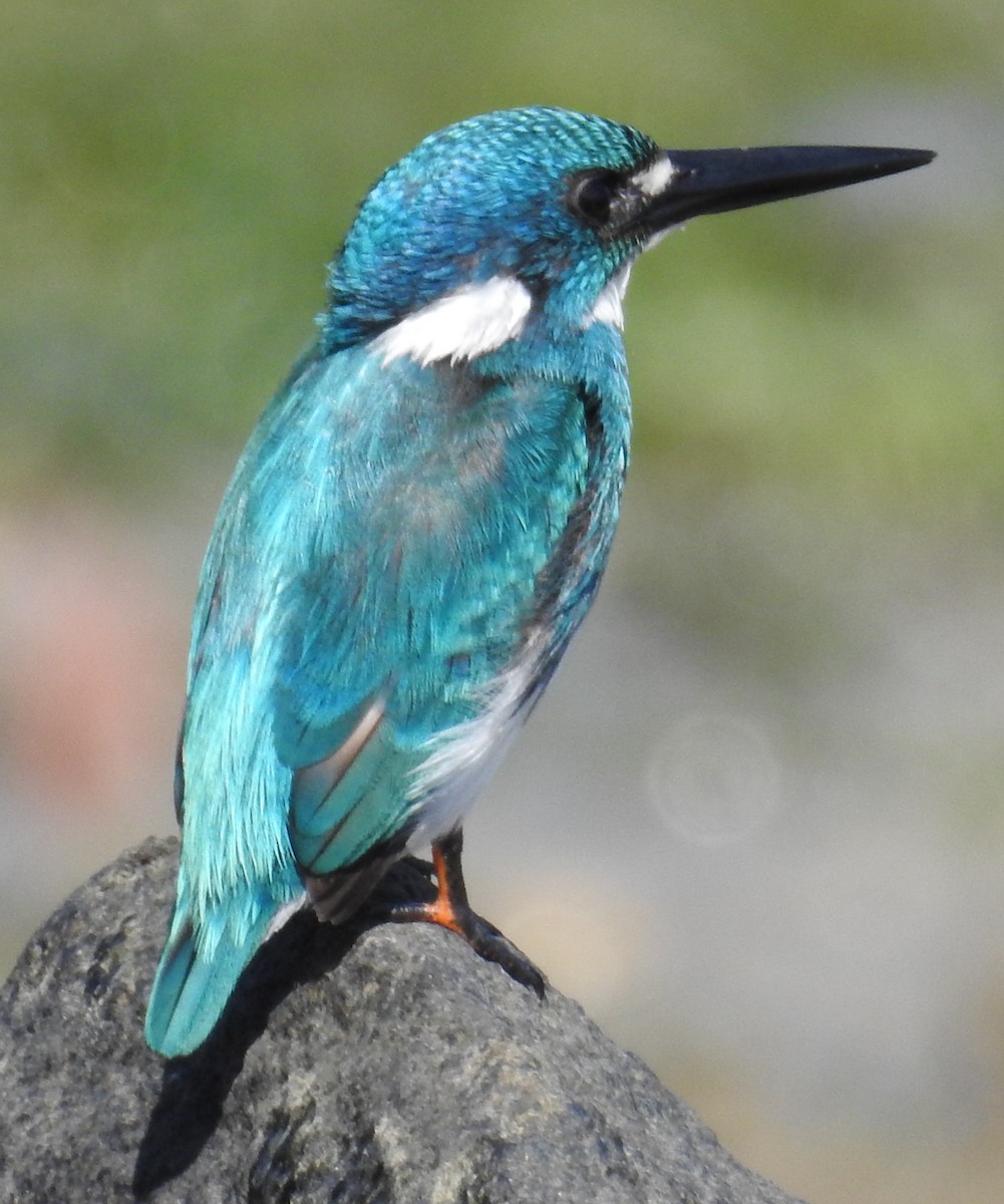 Small Blue Kingfisher - ML108038151