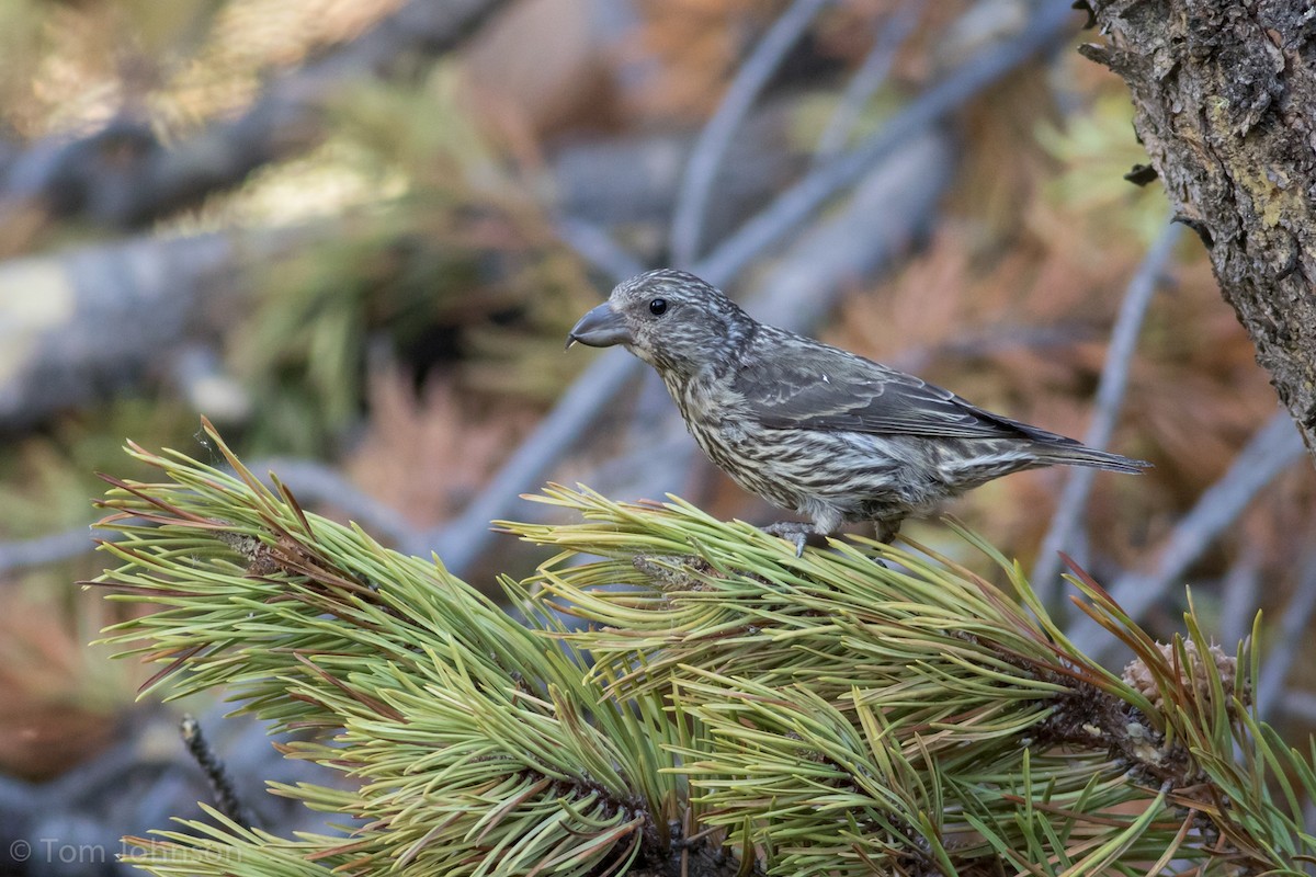 Cassia Crossbill - ML108039071