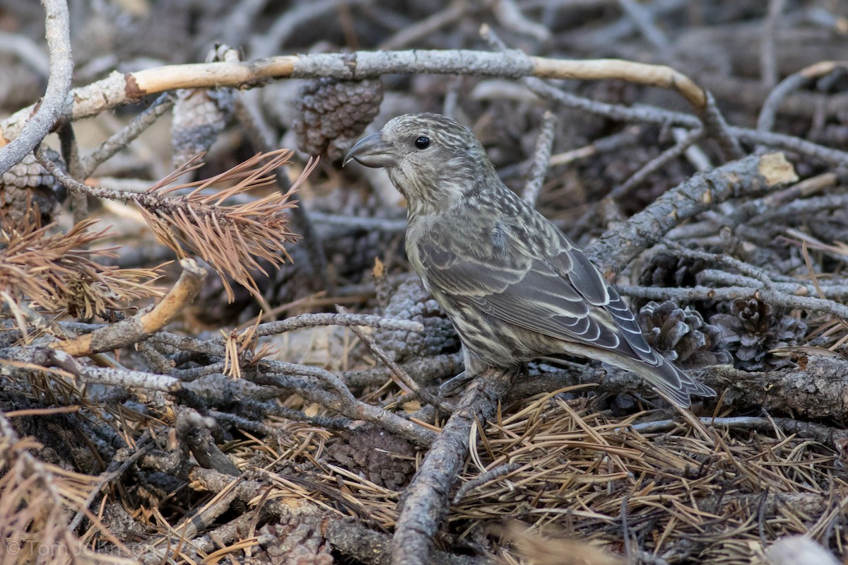 Cassia Crossbill - ML108039081