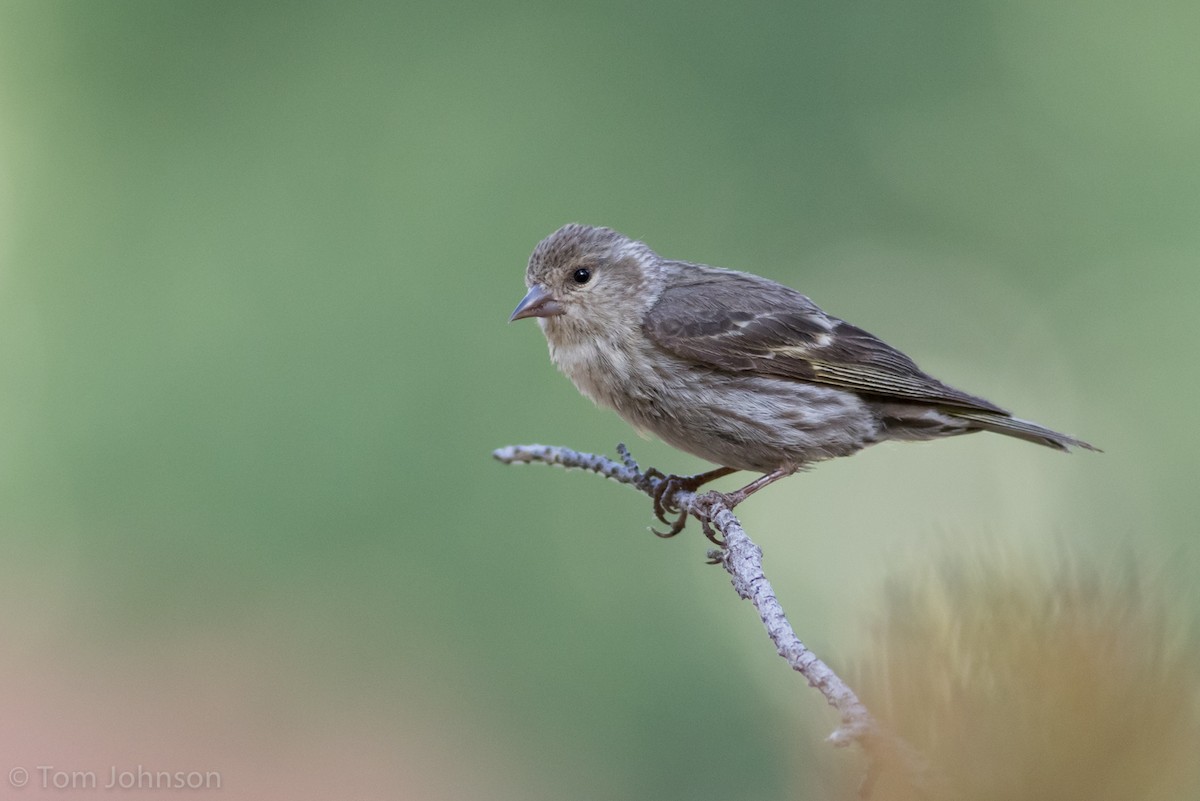 Pine Siskin - ML108039131